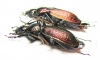 Carabus (Sphodristocarabus) armeniacus laevilineatus, pair  Abkhazia - INSECTS-STORE.RU