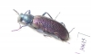 Tenebrionidae sp.  Zambia - INSECTS-STORE.RU