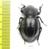 Ocnodes dorsocostatum  Zambia - INSECTS-STORE.RU