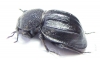 Ocnodes dorsocostatum  Zambia - INSECTS-STORE.RU