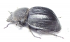 Ocnodes dorsocostatum  Zambia - INSECTS-STORE.RU
