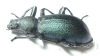 Odontopezus sp.  Zambia - INSECTS-STORE.RU