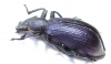 Odontopezus sp.  Zambia - INSECTS-STORE.RU