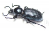 Pycnocerus revoili ssp.  Zambia - INSECTS-STORE.RU