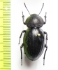 Tenebrionidae sp.  Mozambique - INSECTS-STORE.RU