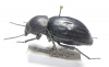 Tenebrionidae sp.  Mozambique - INSECTS-STORE.RU