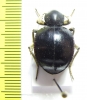 Tenebrionidae sp.  Zimbabwe - INSECTS-STORE.RU