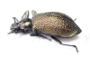 Tenebrionidae sp.  Congo - INSECTS-STORE.RU