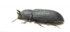 Cryphaeus sp.  Namibia - INSECTS-STORE.RU