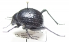 Physadesmia bullata  Namibia - INSECTS-STORE.RU