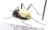 Stenocara eburnea, male  Namibia - INSECTS-STORE.RU
