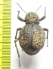 Physophrynus burdoi  Tanzania - INSECTS-STORE.RU