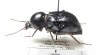 Psammophanes lateridens  Tanzania - INSECTS-STORE.RU
