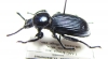 Pycnocerus revoili fairmairei  Tanzania - INSECTS-STORE.RU