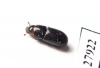 Tenebrionidae sp.  Madagascar - INSECTS-STORE.RU