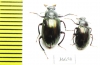 Tenebrionidae sp.  Madagascar - INSECTS-STORE.RU
