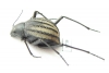 Tenebrionidae sp.  South Africa Rep. - INSECTS-STORE.RU