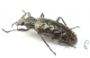 Tenebrionidae sp.  South Africa Rep. - INSECTS-STORE.RU