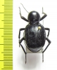 Dichta sp.  South Africa Rep. - INSECTS-STORE.RU