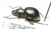 Tenebrionidae sp.  Argentina - INSECTS-STORE.RU