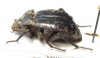 Entomoderes erebi  Argentina - INSECTS-STORE.RU