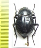 Nyctelia penai  Argentina - INSECTS-STORE.RU