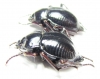 Nyctelia sallei, pair  Argentina - INSECTS-STORE.RU