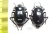 Nyctelia sallei, pair  Argentina - INSECTS-STORE.RU