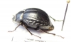 Nyctelia vulcanica  Argentina - INSECTS-STORE.RU