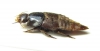 Staphylinidae sp.  Brasilia - INSECTS-STORE.RU