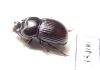 Tenebrionidae sp.  Mexico - INSECTS-STORE.RU