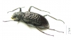 Tenebrionidae sp.  Mexico - INSECTS-STORE.RU
