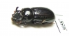 Tenebrionidae sp.  Venezuela - INSECTS-STORE.RU