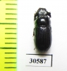 Tenebrionidae sp.  Venezuela - INSECTS-STORE.RU