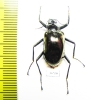Tenebrionidae sp.  Ecuador - INSECTS-STORE.RU