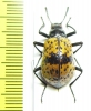 Tenebrionidae sp.  Peru - INSECTS-STORE.RU