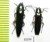 Tenebrionidae sp.  Peru - INSECTS-STORE.RU
