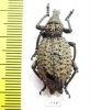 Curculionidae sp.  South Africa Rep. - INSECTS-STORE.RU