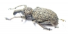 Curculionidae sp.  South Africa Rep. - INSECTS-STORE.RU