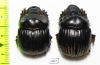 Dichotomius annae, pair  Honduras - INSECTS-STORE.RU