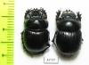 Dichotomius ascanius, pair  Brasilia - INSECTS-STORE.RU