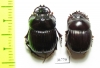 Dichotomius bicuspis, pair  Brasilia - INSECTS-STORE.RU