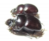 Dichotomius bicuspis, pair  Brasilia - INSECTS-STORE.RU