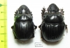 Dichotomius camargoi, pair  Peru - INSECTS-STORE.RU