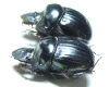 Dichotomius camargoi, pair  Peru - INSECTS-STORE.RU