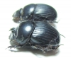 Dichotomius carbonarius, pair  Argentina - INSECTS-STORE.RU