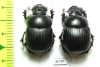 Dichotomius carbonarius, pair  Bolivia - INSECTS-STORE.RU