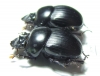 Dichotomius carbonarius, pair  Bolivia - INSECTS-STORE.RU