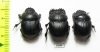 Dichotomius conicollis  Bolivia - INSECTS-STORE.RU