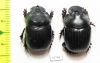 Dichotomius divergens, pair  Equador - INSECTS-STORE.RU